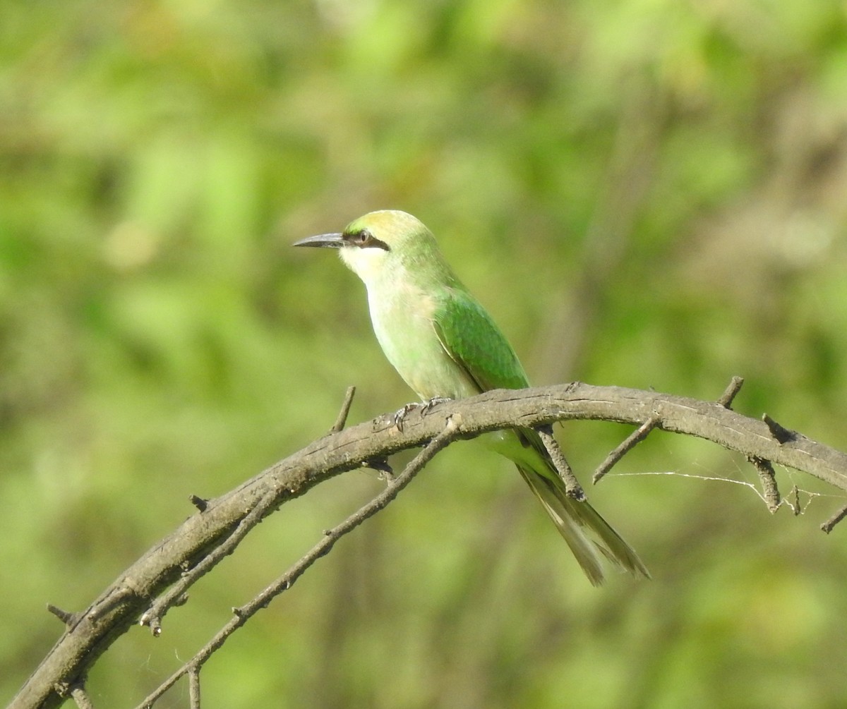 Asian Green Bee-eater - ML620175037