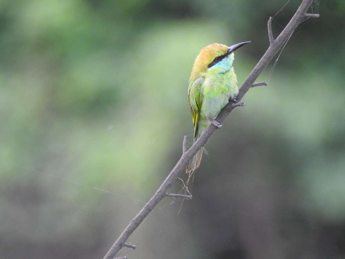 Asian Green Bee-eater - ML620175038