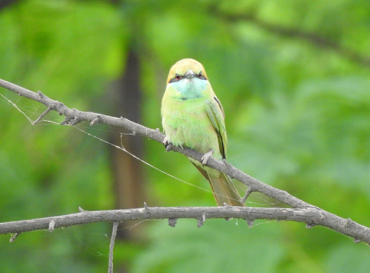 Asian Green Bee-eater - ML620175039