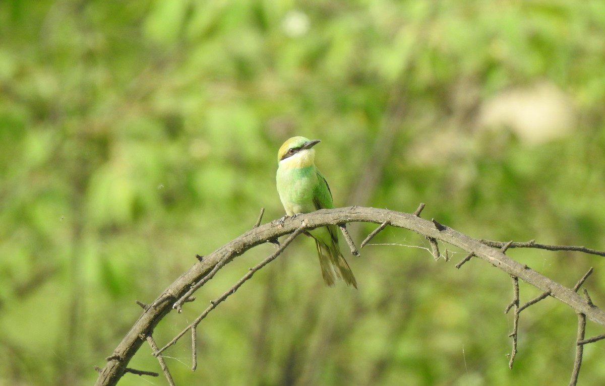 Asian Green Bee-eater - ML620175040