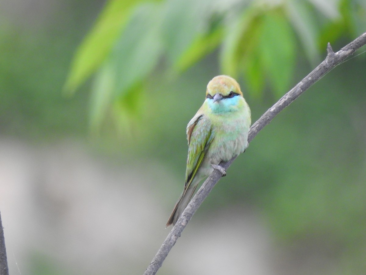 Asian Green Bee-eater - ML620175042