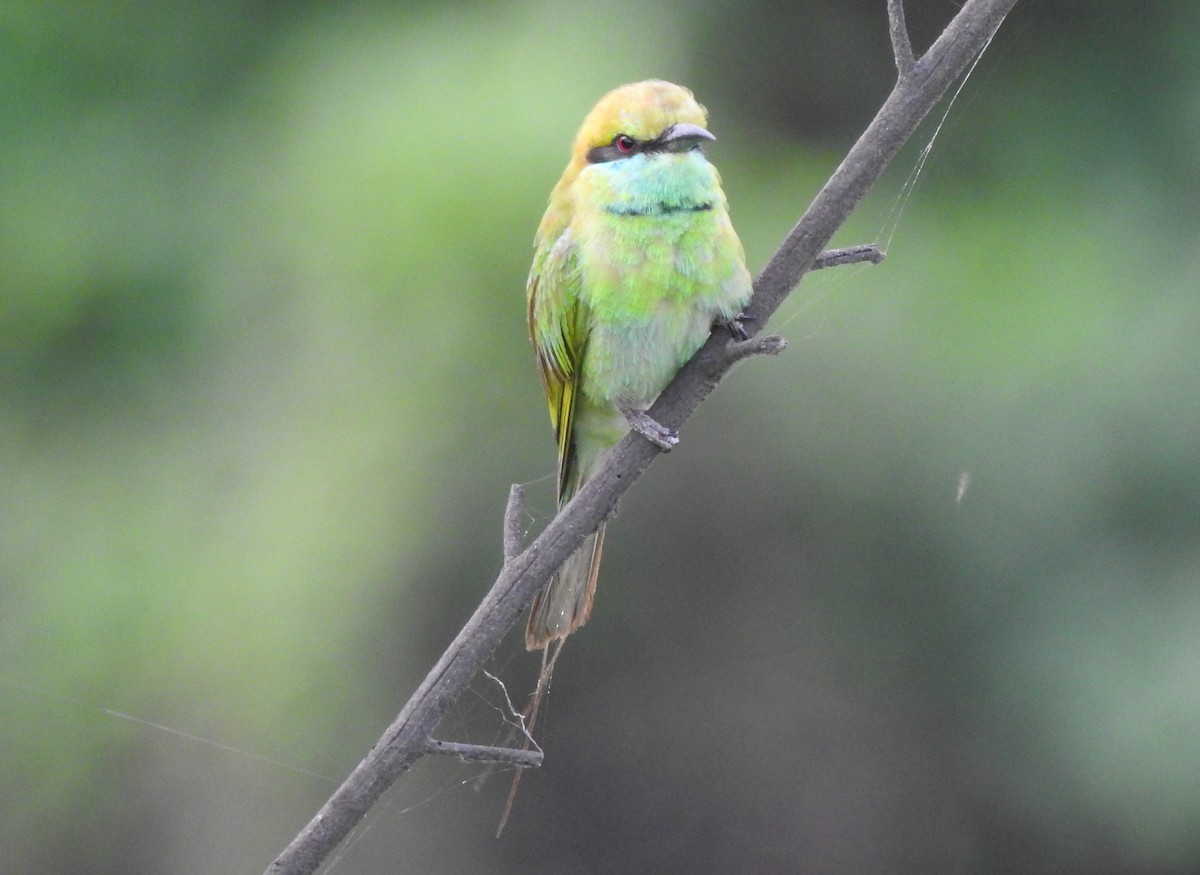 Asian Green Bee-eater - ML620175043
