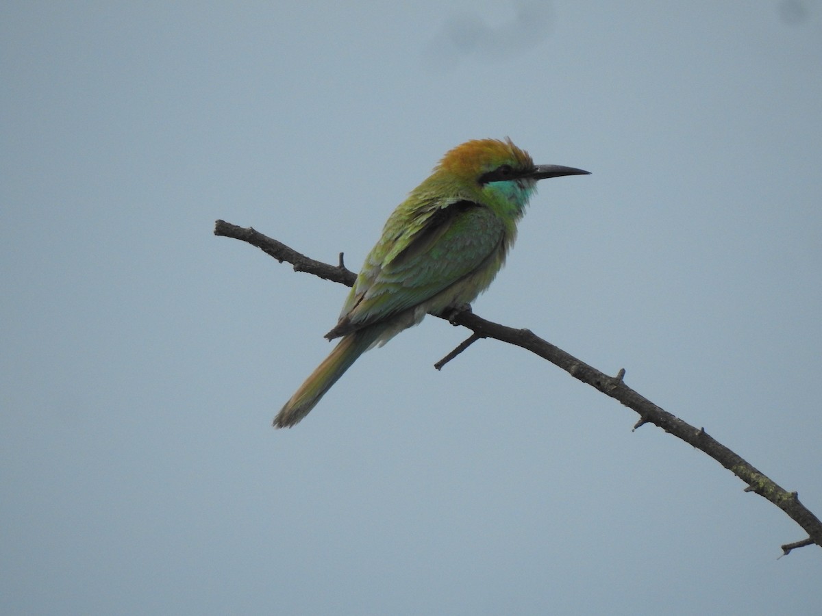 Asian Green Bee-eater - ML620175044