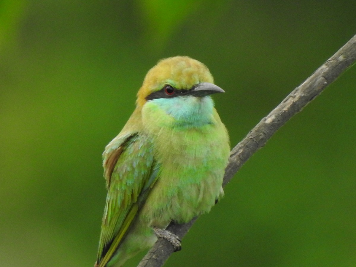Asian Green Bee-eater - ML620175046