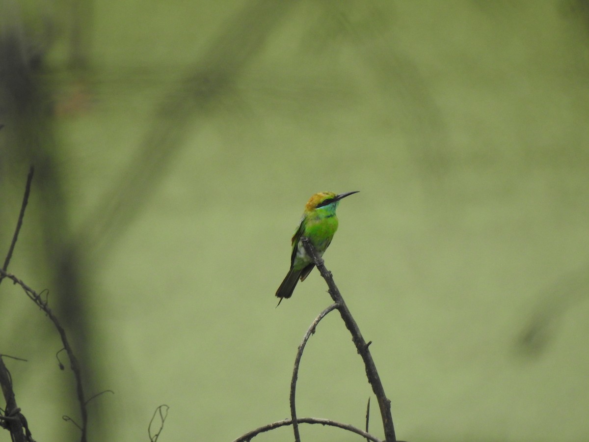 Asian Green Bee-eater - ML620175051