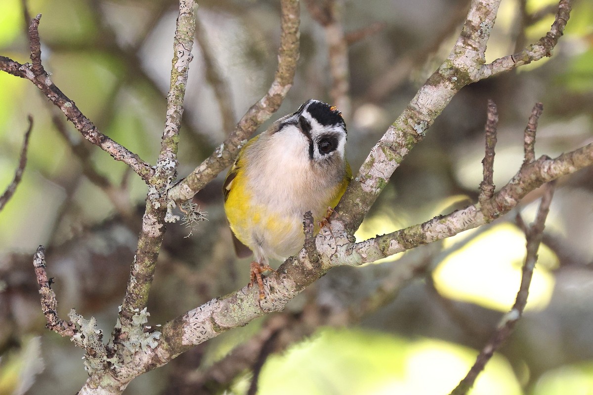 火冠戴菊鳥 - ML620175053