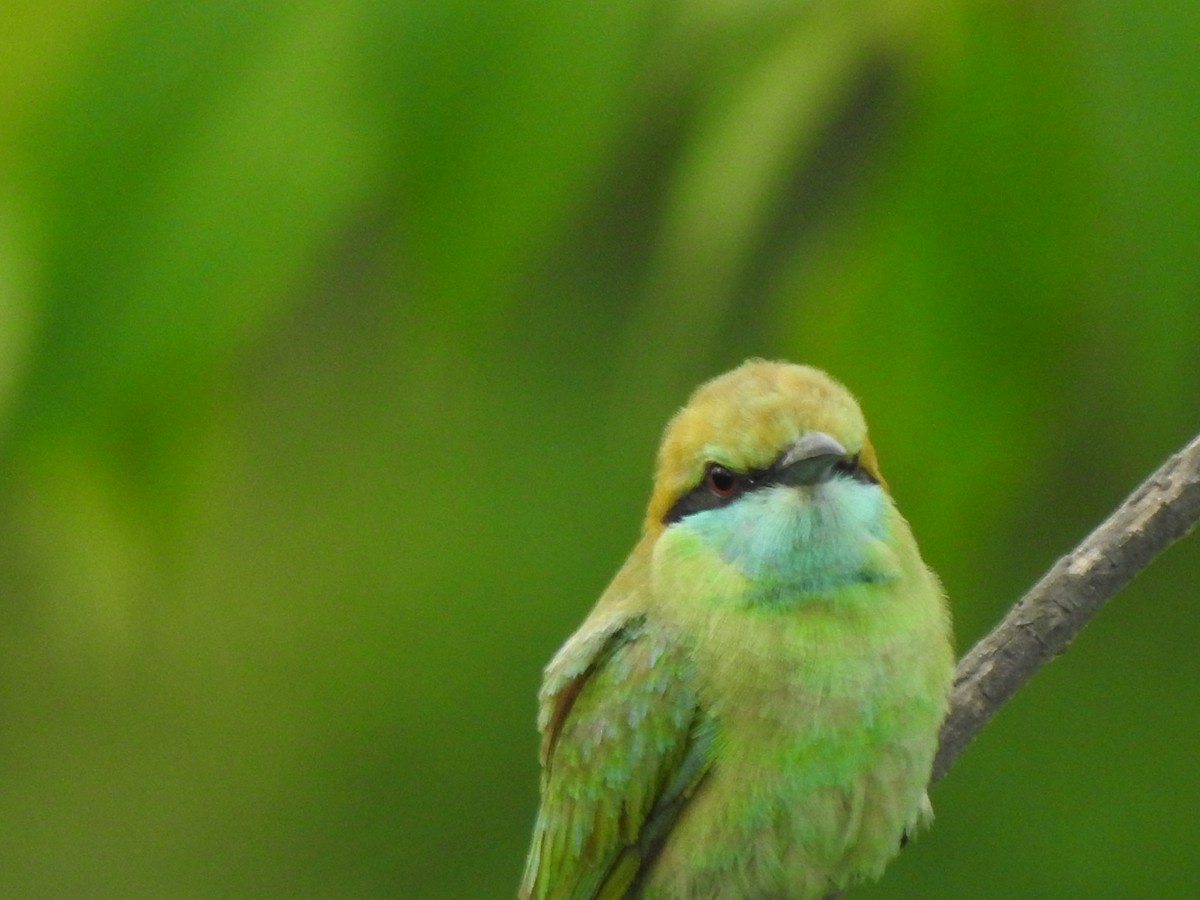 Asian Green Bee-eater - ML620175055