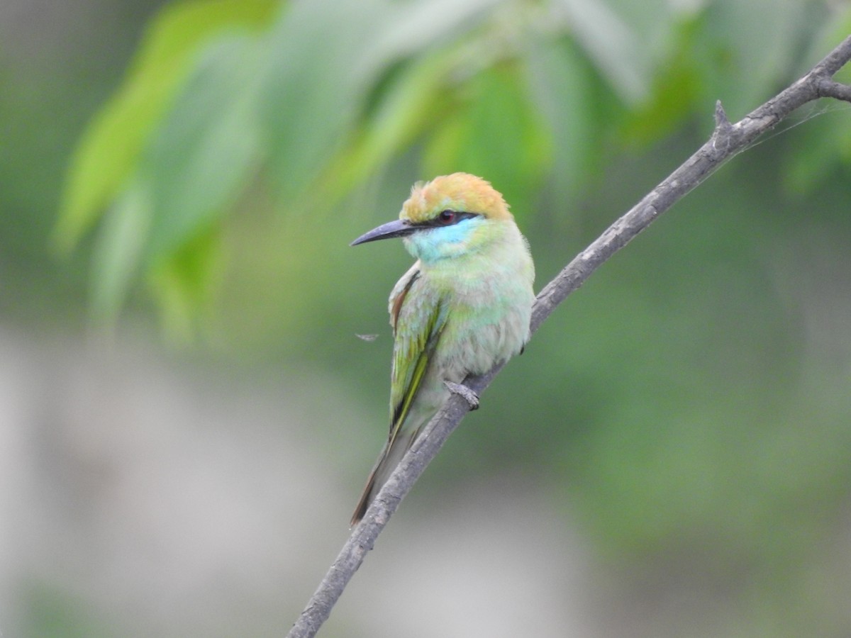 Asian Green Bee-eater - ML620175056