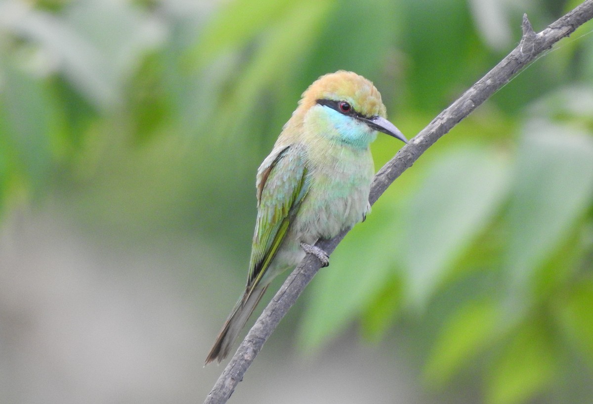 Asian Green Bee-eater - ML620175058