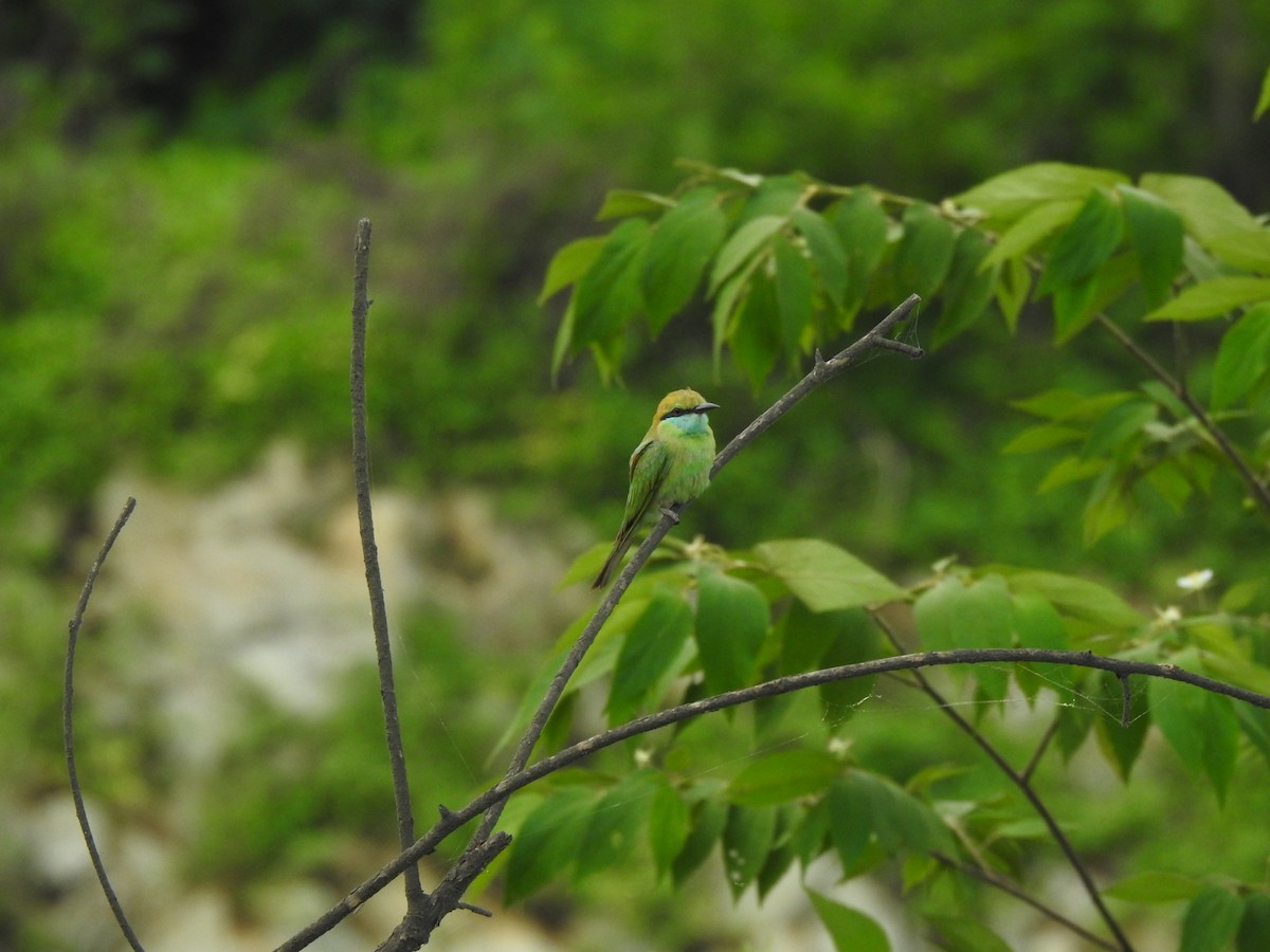 Asian Green Bee-eater - ML620175060