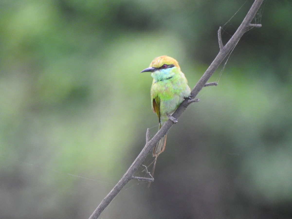 Asian Green Bee-eater - ML620175061