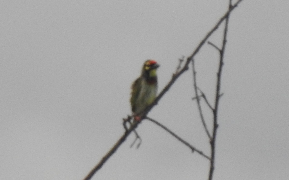 Coppersmith Barbet - ML620175066