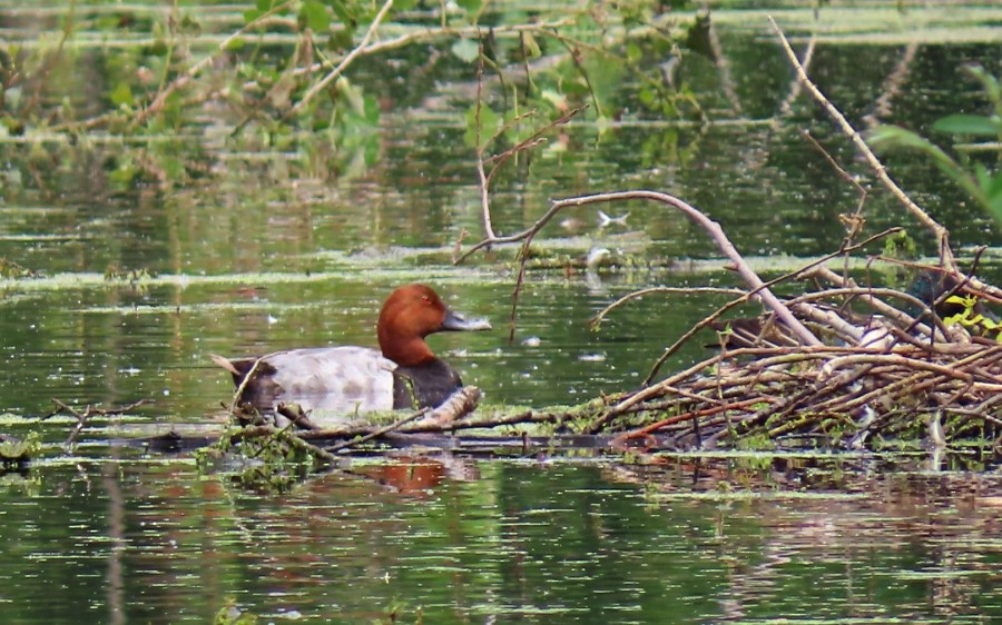 Common Pochard - ML620175067