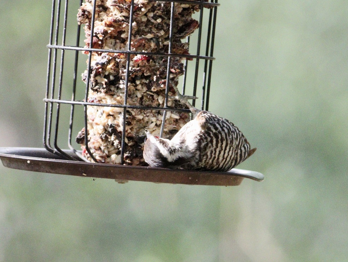 Ladder-backed Woodpecker - ML620175076