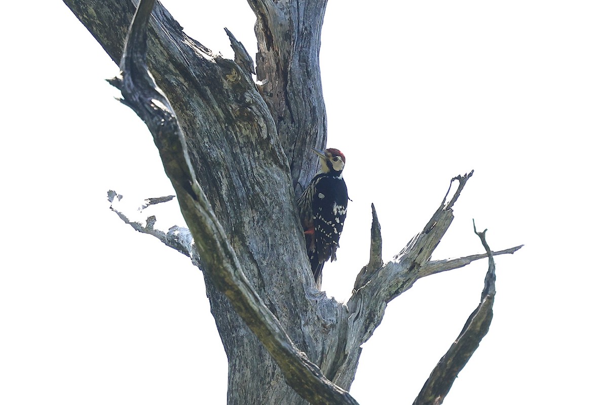 White-backed Woodpecker (White-backed) - ML620175079