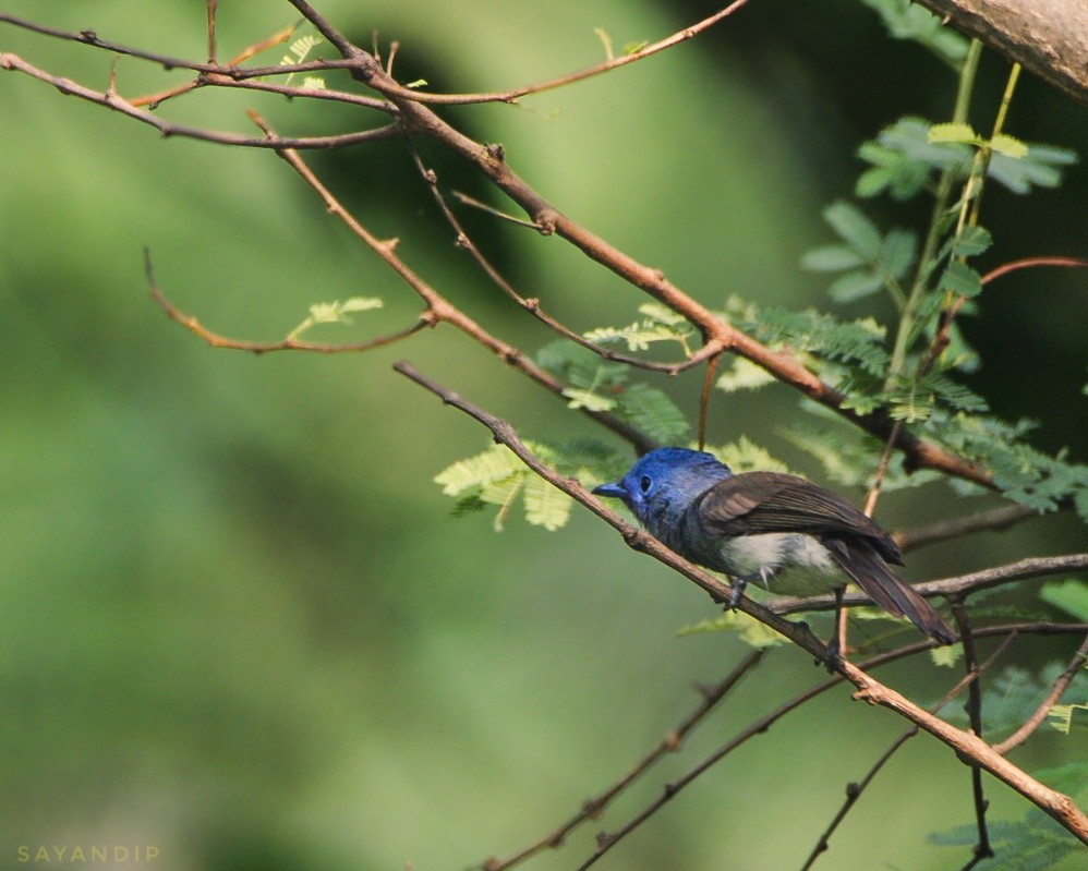 Black-naped Monarch - ML620175086