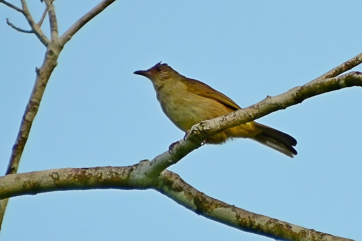 Bulbul à front cendré - ML620175089