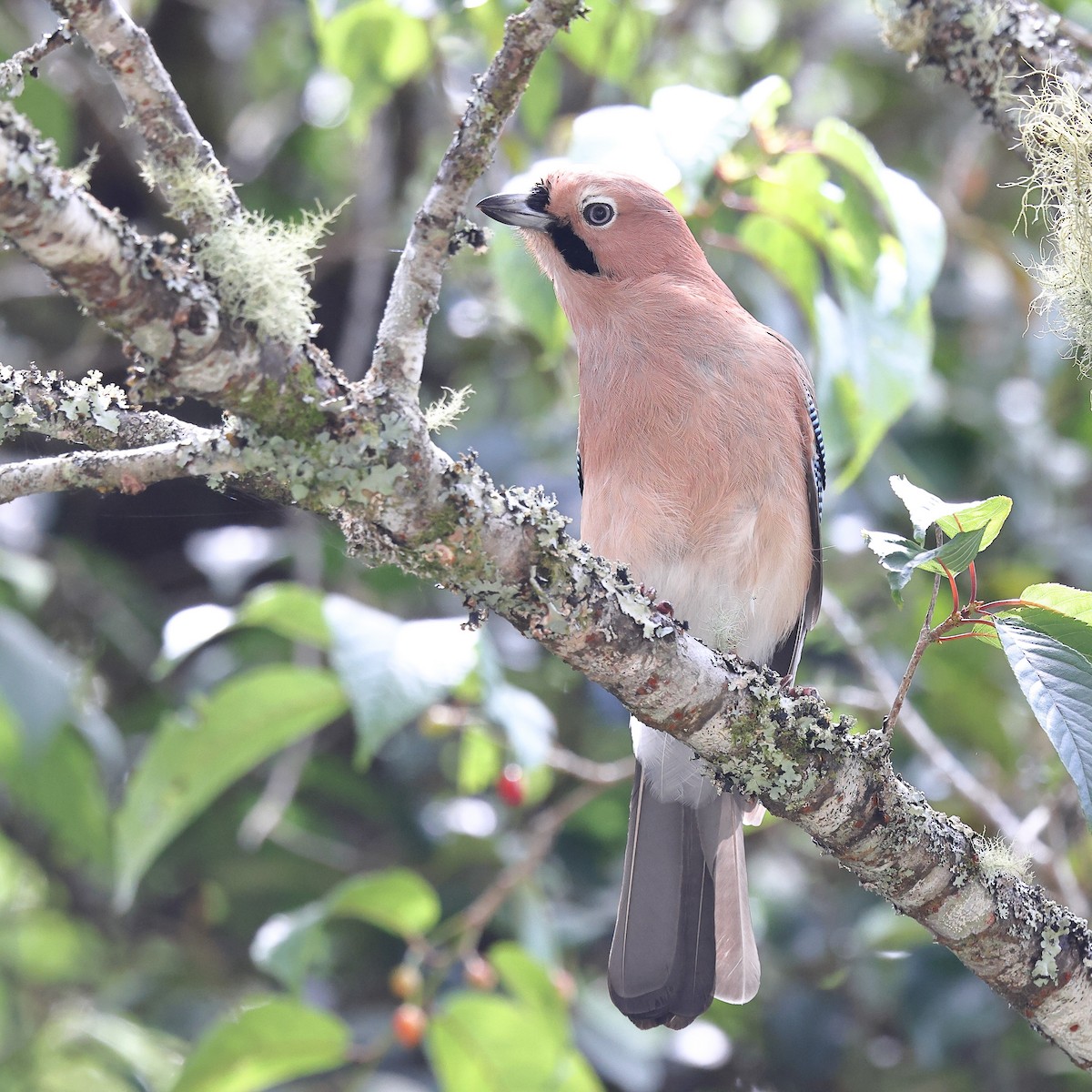 Eurasian Jay (Himalayan) - ML620175091