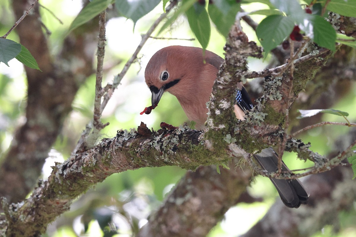 Eurasian Jay (Himalayan) - ML620175093