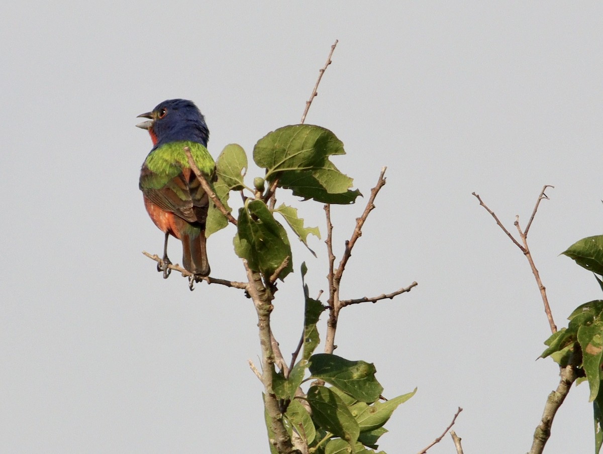 Painted Bunting - ML620175094