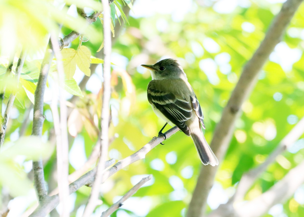 Willow Flycatcher - ML620175127