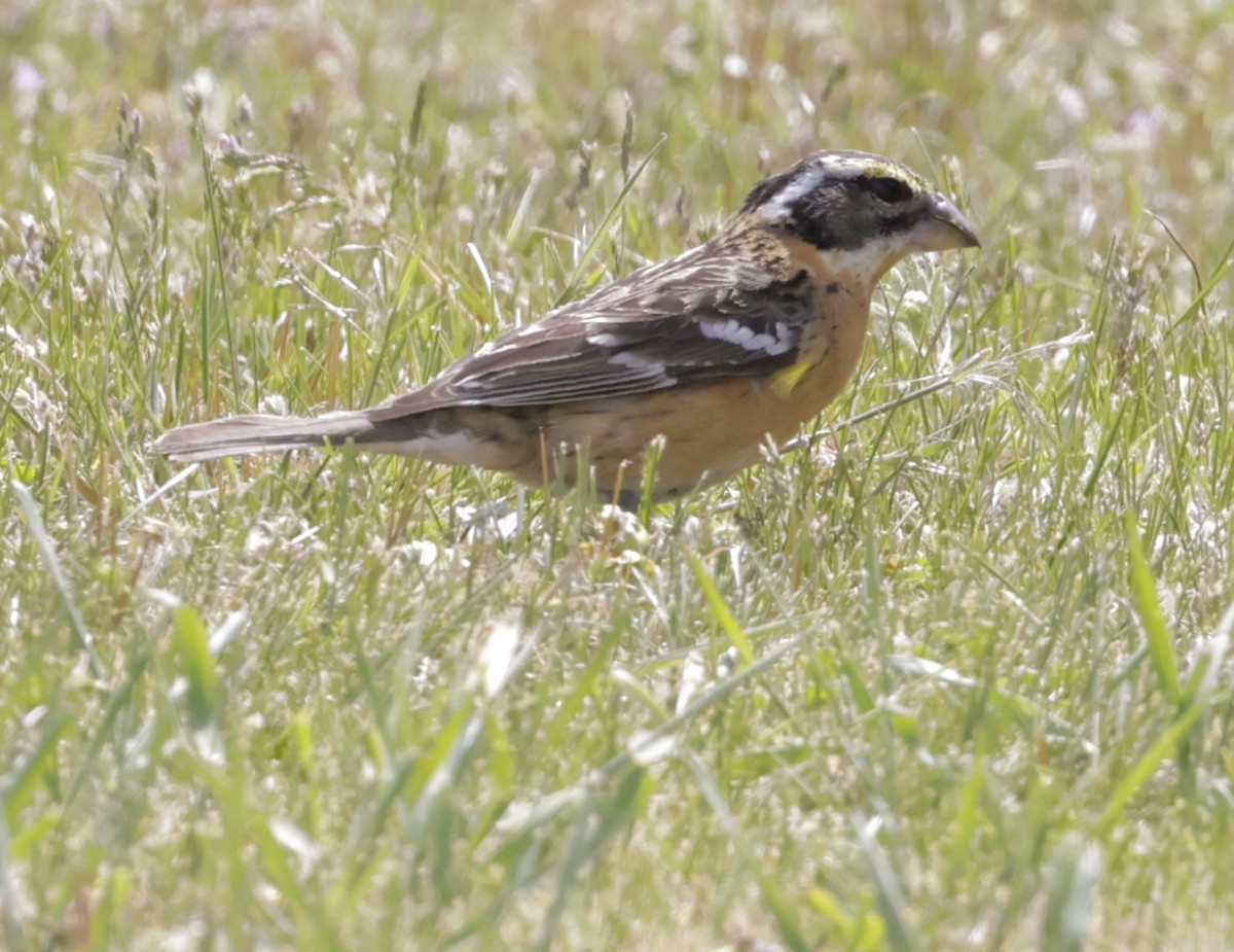 Black-headed Grosbeak - ML620175161