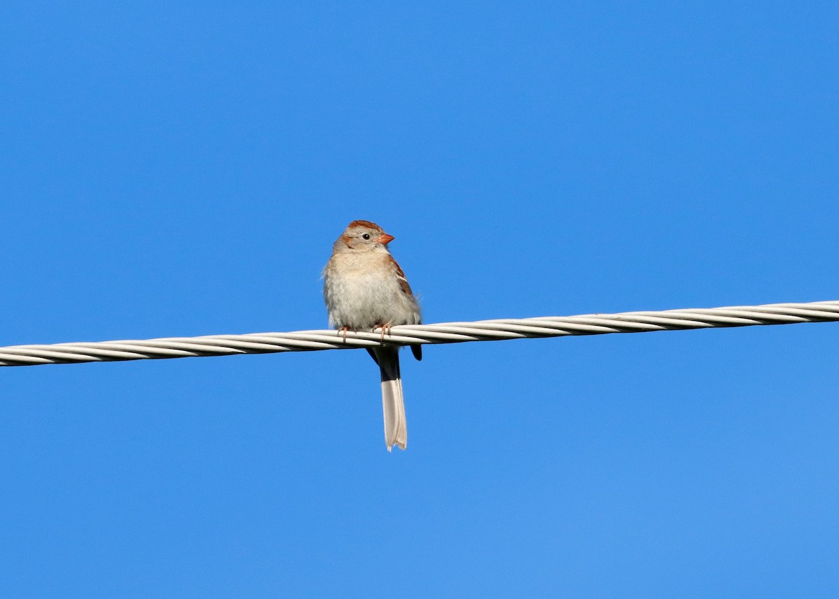 Field Sparrow - ML620175199