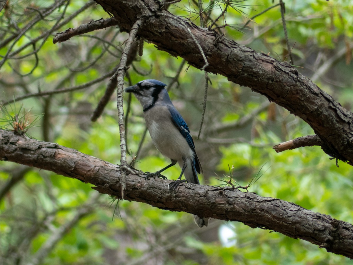 Blue Jay - ML620175372