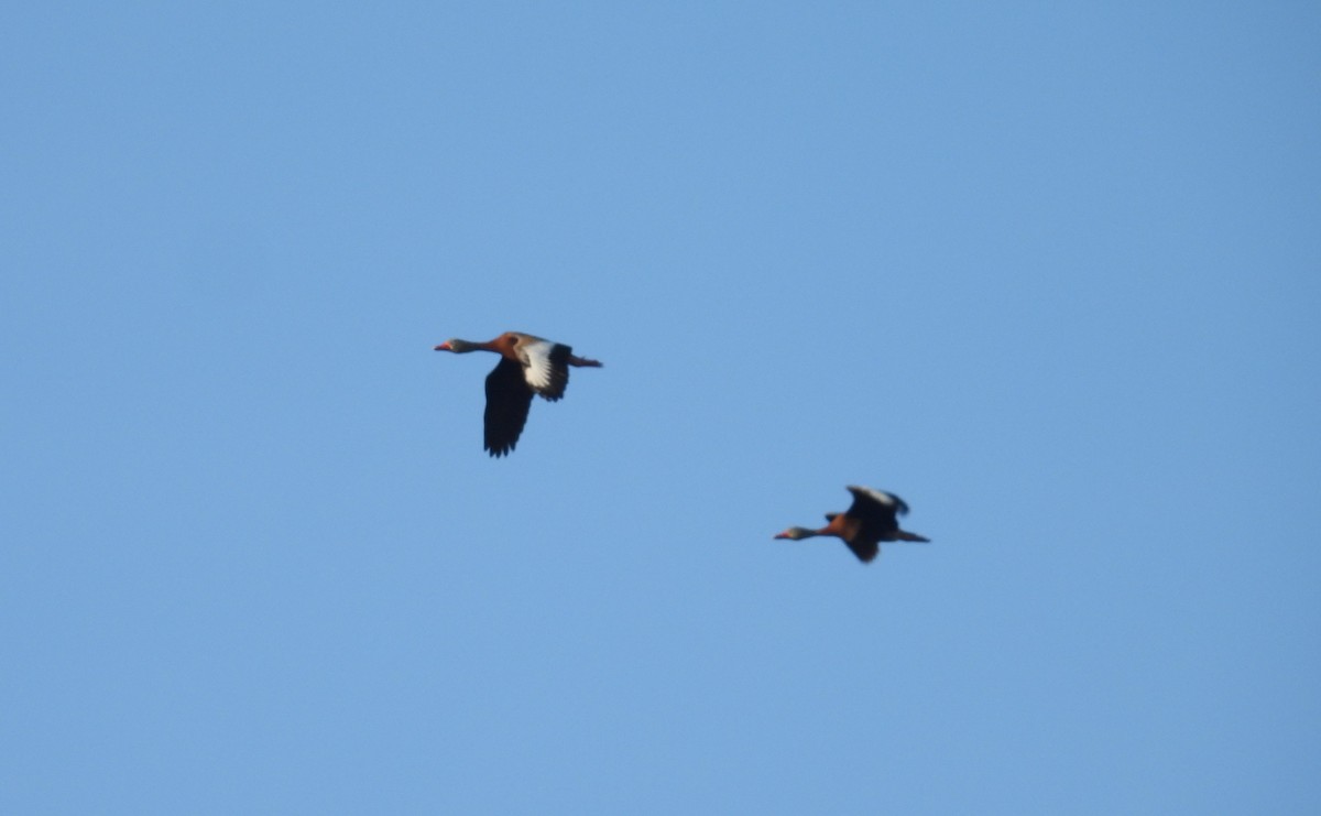 Black-bellied Whistling-Duck - ML620175394