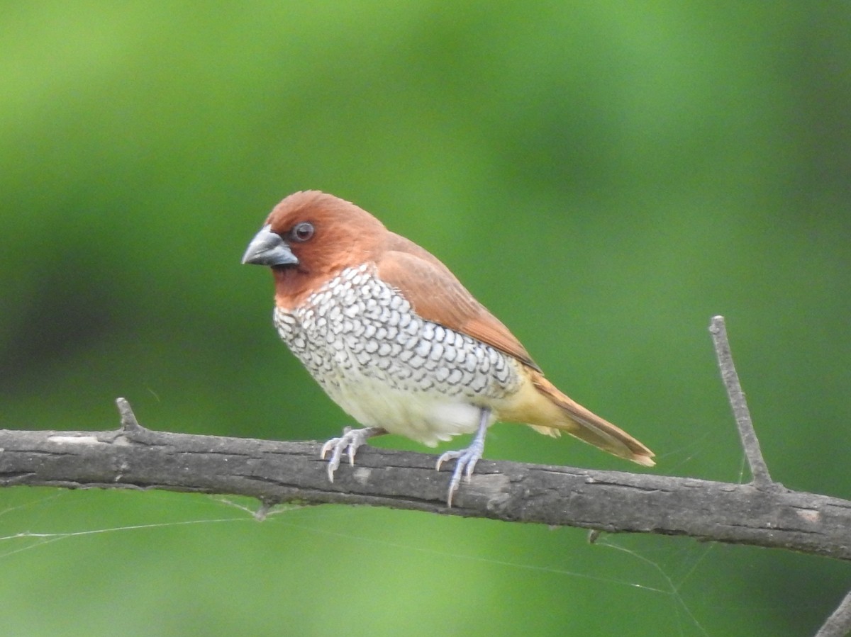 Scaly-breasted Munia - ML620175454