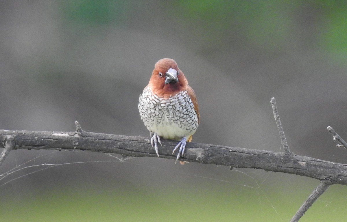 Scaly-breasted Munia - ML620175466