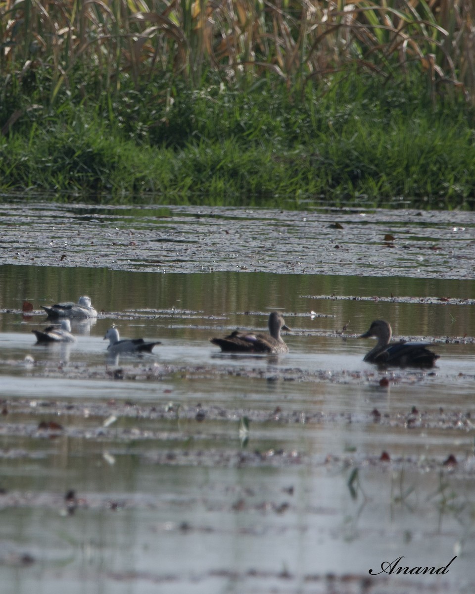 Cotton Pygmy-Goose - ML620175496