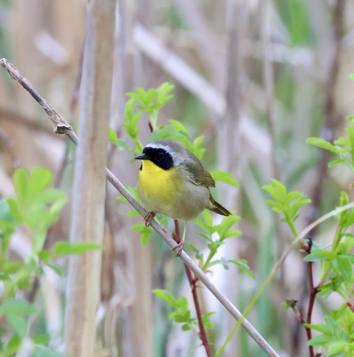 Common Yellowthroat - ML620175497