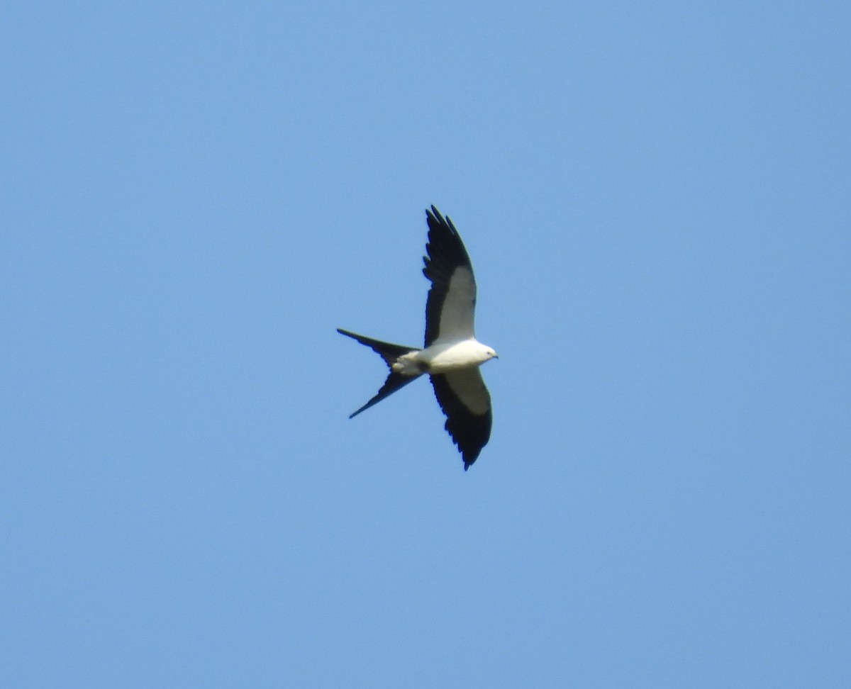 Swallow-tailed Kite - ML620175498
