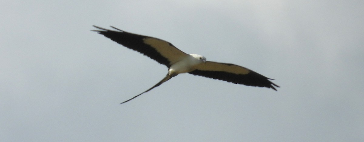 Swallow-tailed Kite - ML620175499