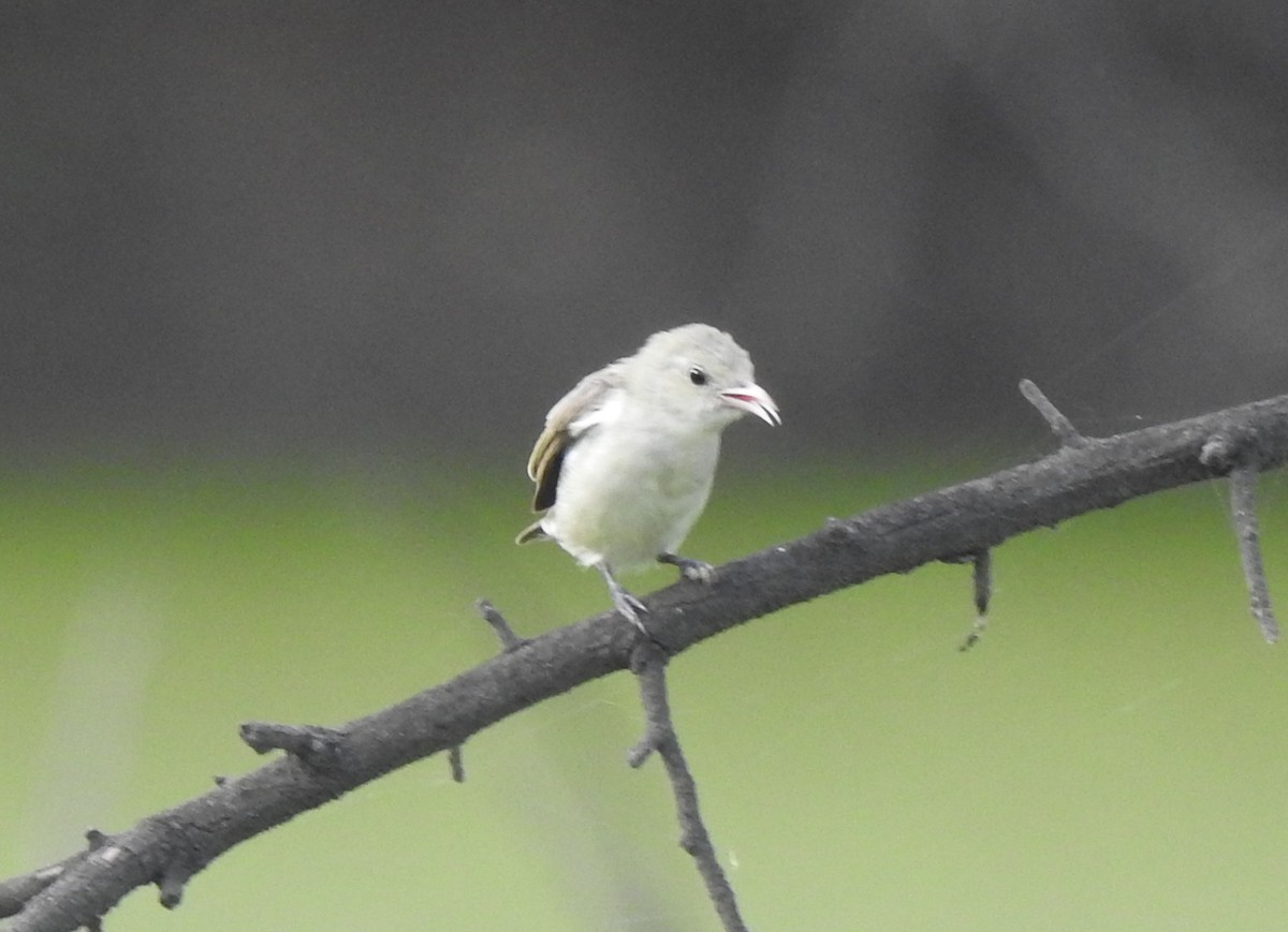 Pale-billed Flowerpecker - ML620175523