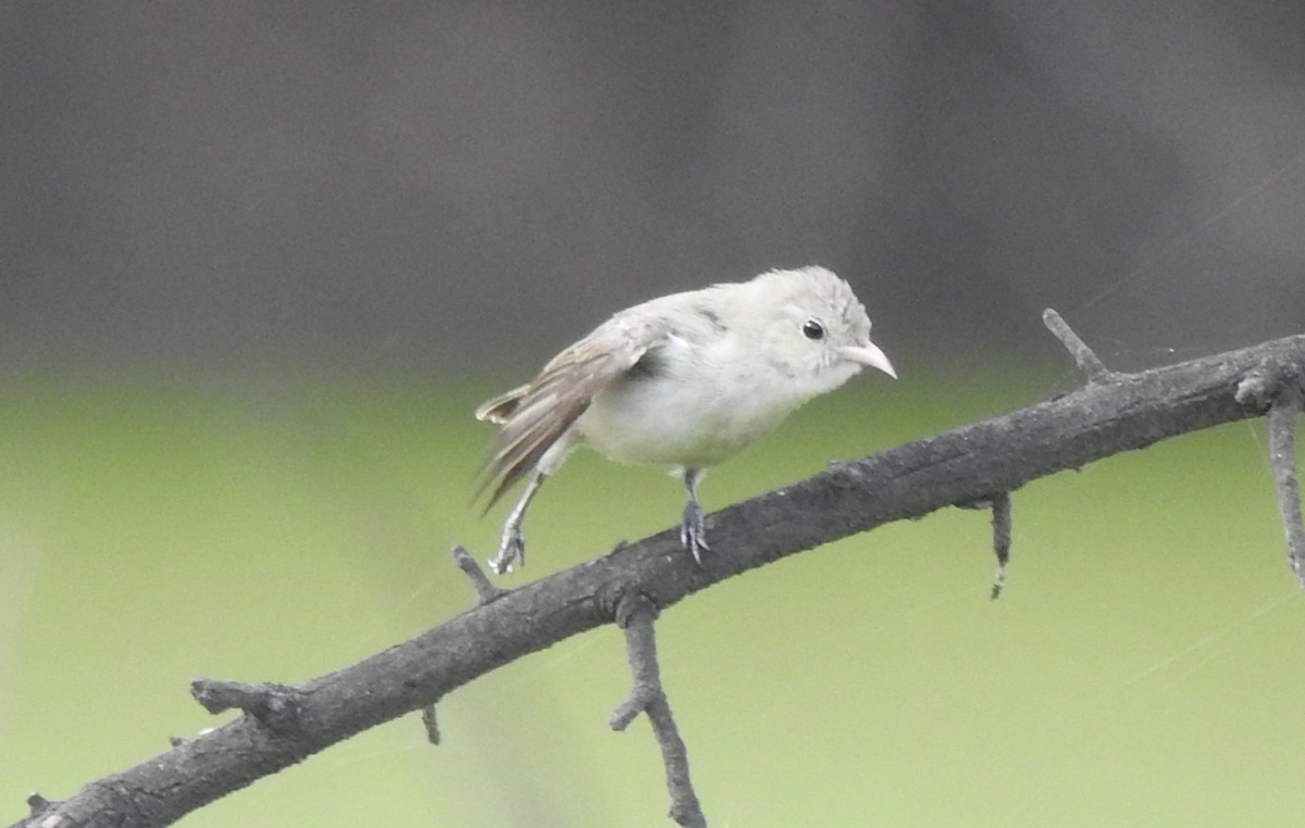 Pale-billed Flowerpecker - ML620175524