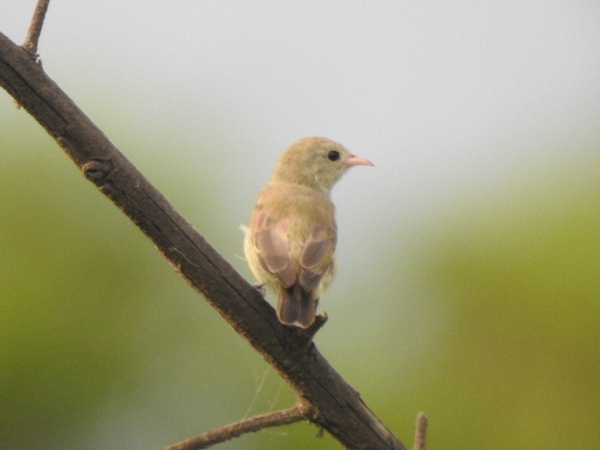 Pale-billed Flowerpecker - ML620175528