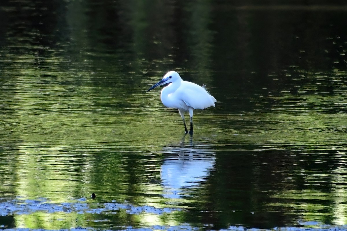 Little Egret - Eileen Gibney