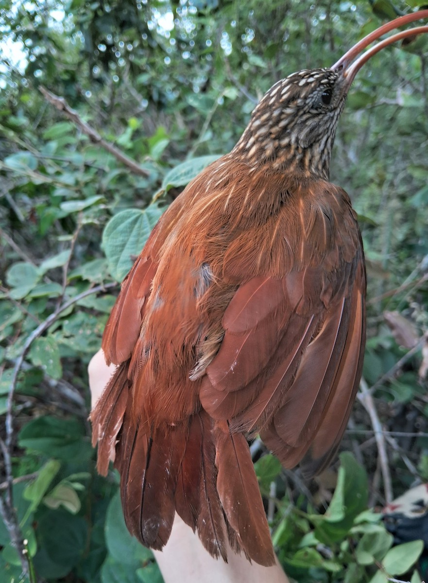 Red-billed Scythebill - ML620175546