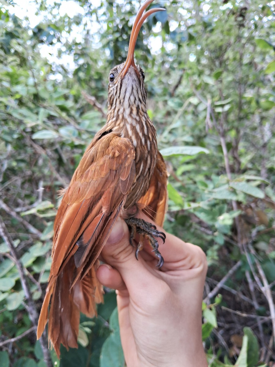 Red-billed Scythebill - ML620175548