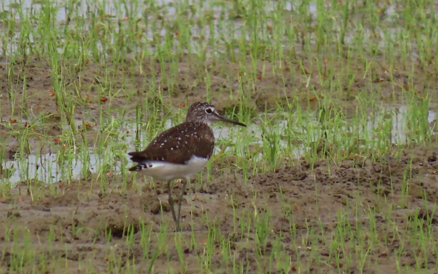 Waldwasserläufer - ML620175574