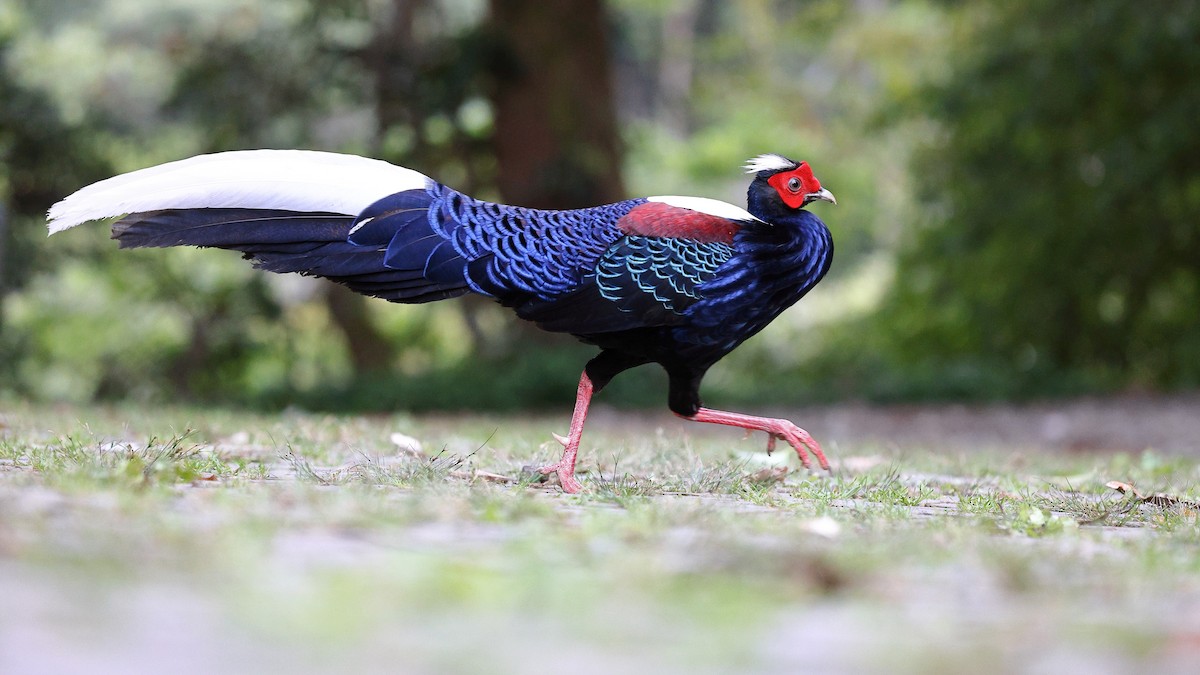 Swinhoe's Pheasant - ML620175578