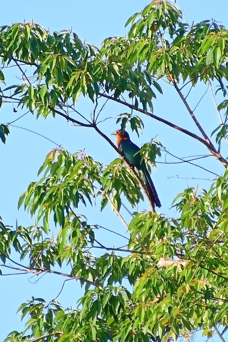 Chestnut-breasted Malkoha - ML620175581