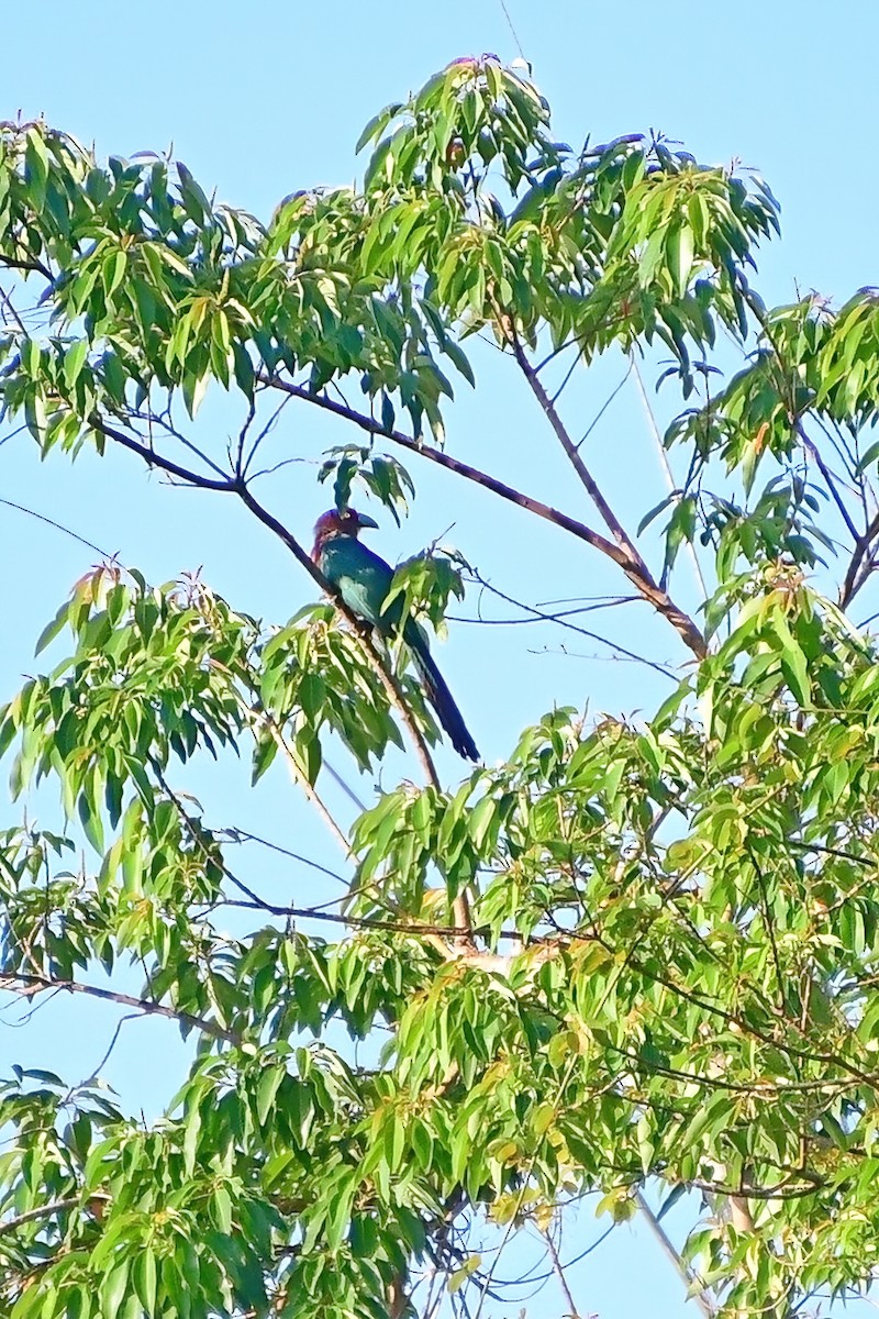 Chestnut-breasted Malkoha - ML620175582