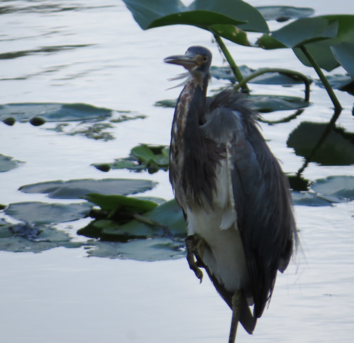 Tricolored Heron - Sharon Masturzo