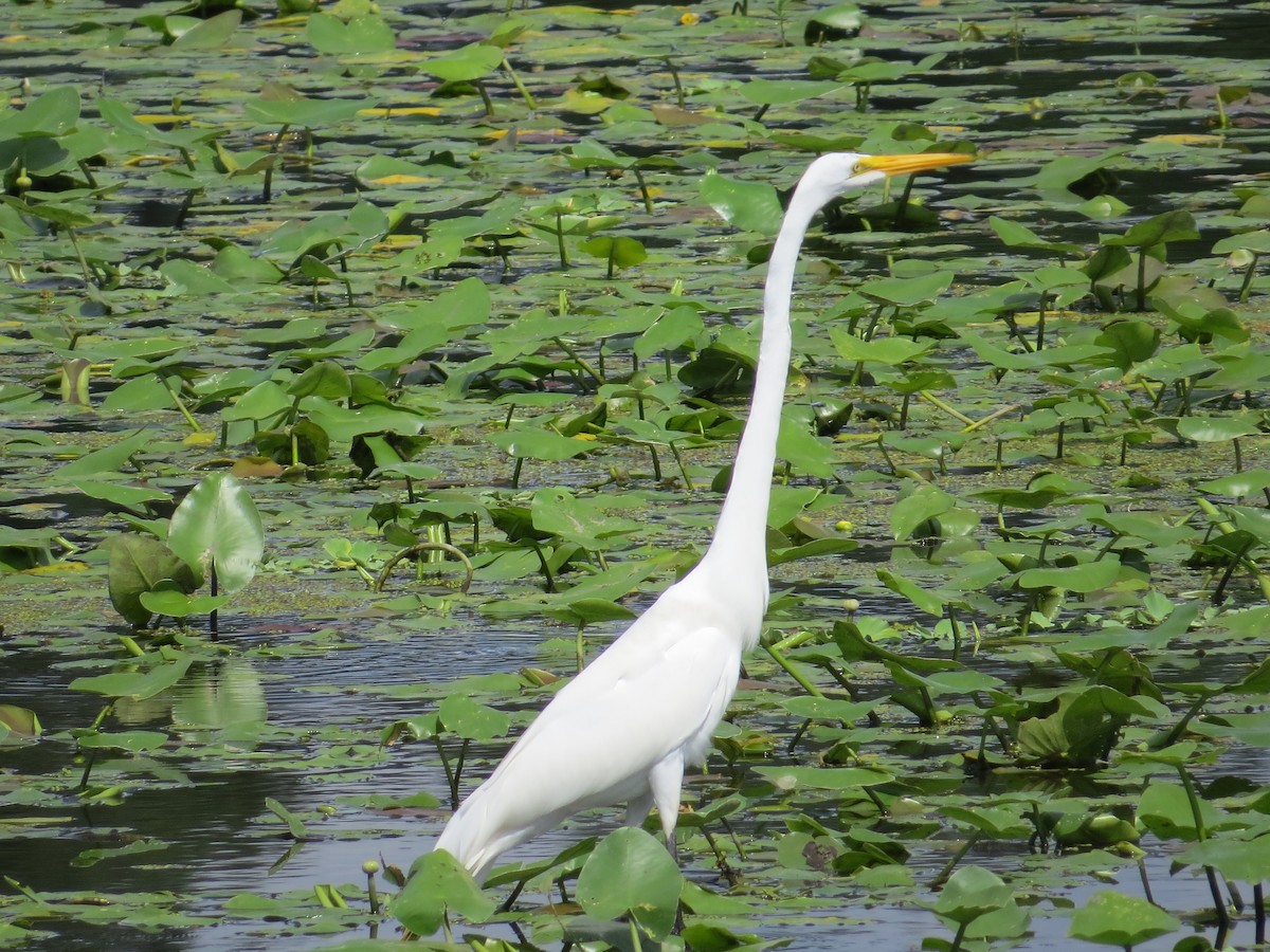 Great Egret - ML620175586