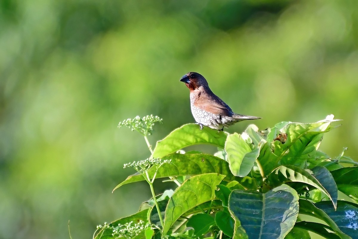 Scaly-breasted Munia - ML620175590