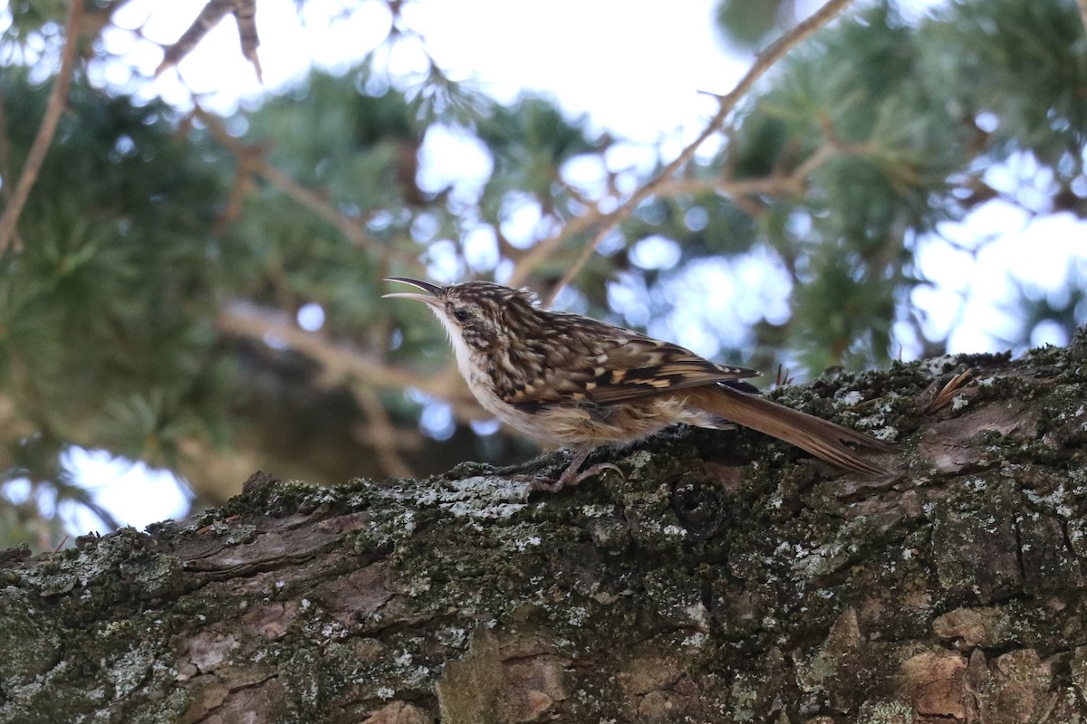 Short-toed Treecreeper - ML620175591