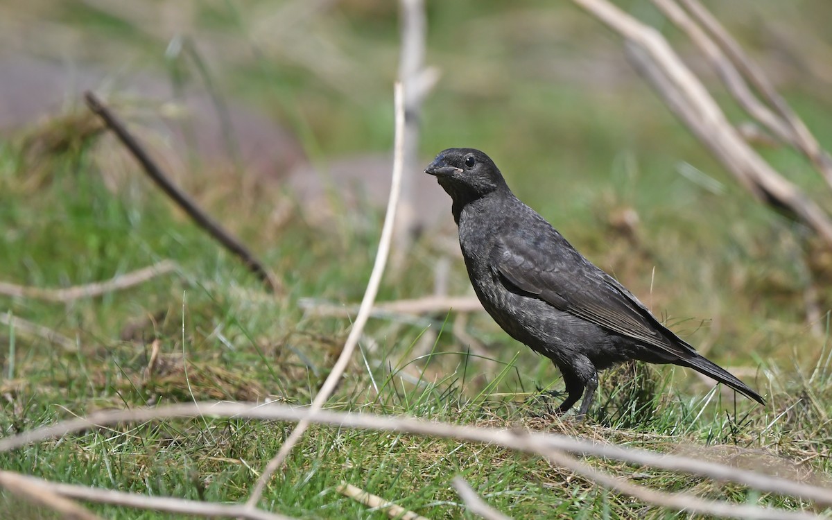 Shiny Cowbird - Christoph Moning